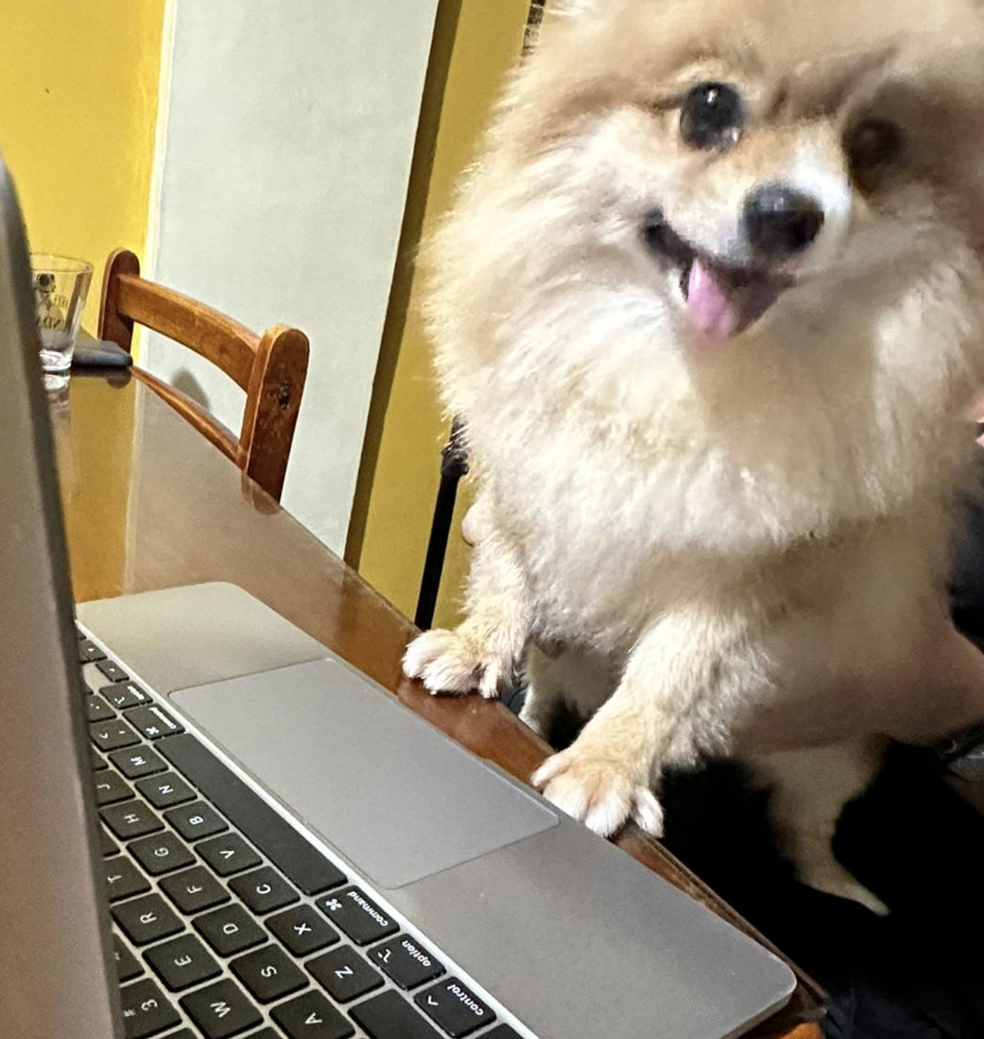 Portrait of Sean Velasco